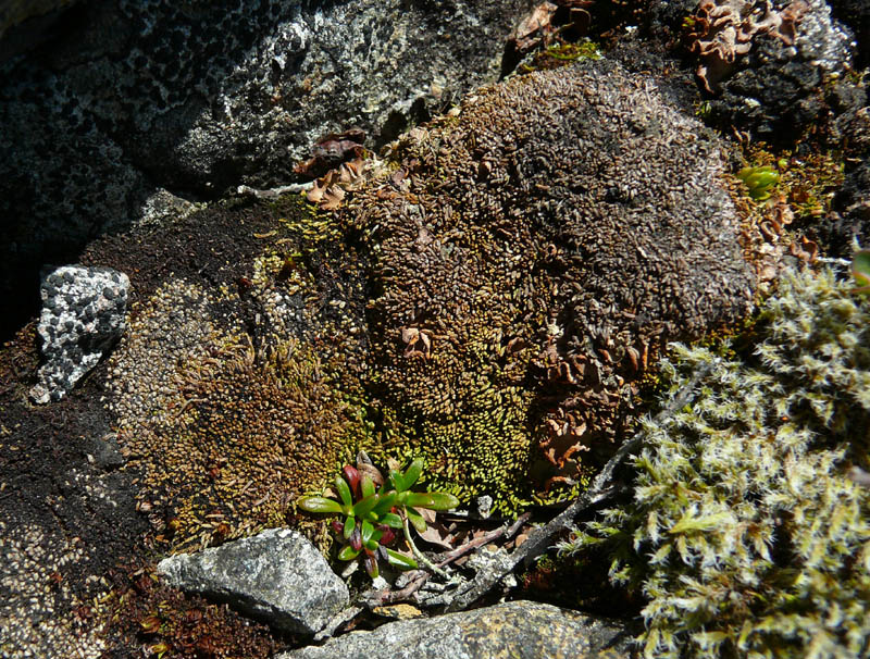Gymnomitrion apiculatum
